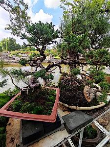 KUNMING - Parc Daguan - 112